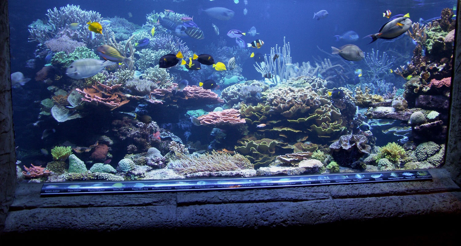 custom fish tank in Riverhead